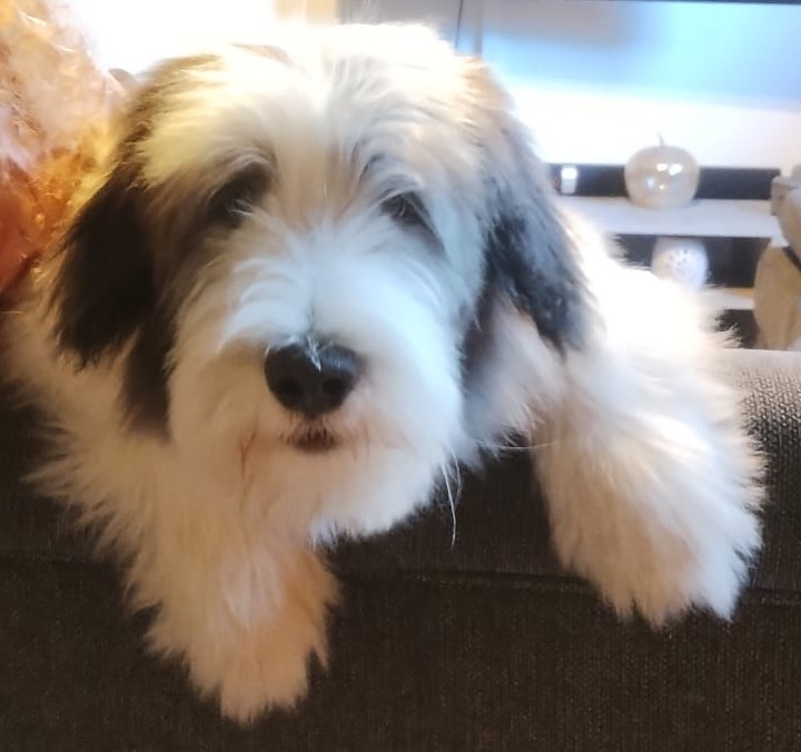 Balou im Alter von 4 Monaten
