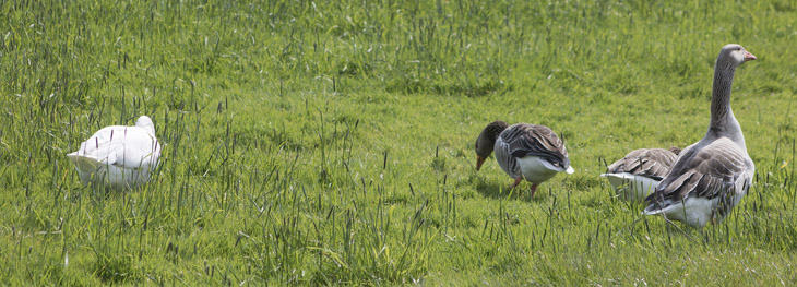 Gänse am Kanal Gänse am Kanal