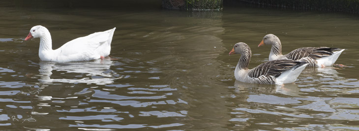 Gänse am Kanal Gänse am Kanal