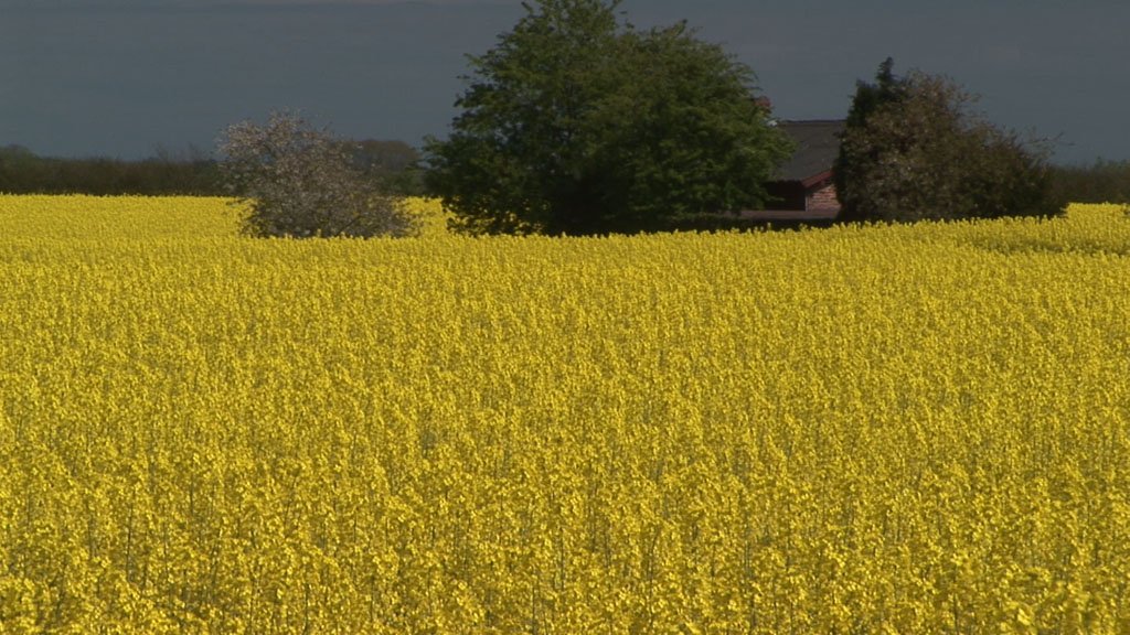 Schlei-Impressionen